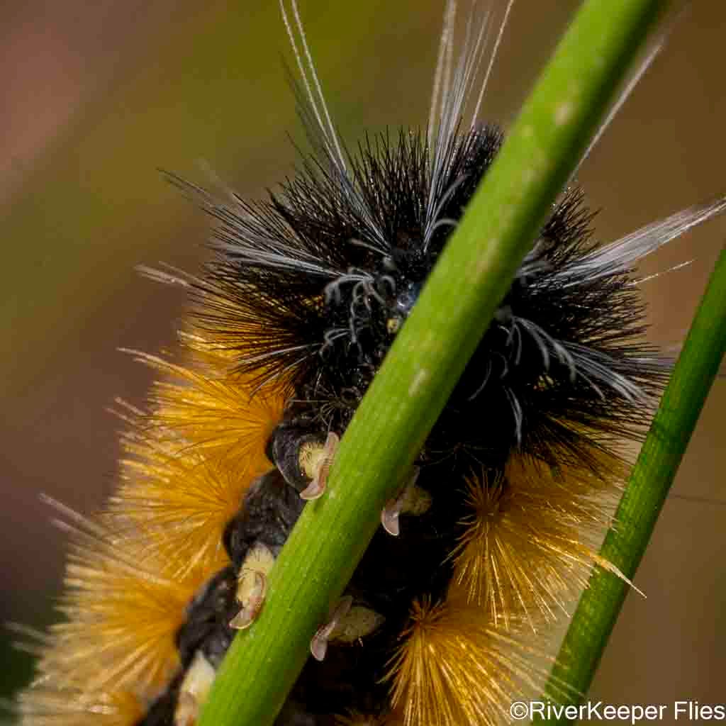 Catapiller Closeup | www.johnkreft.com
