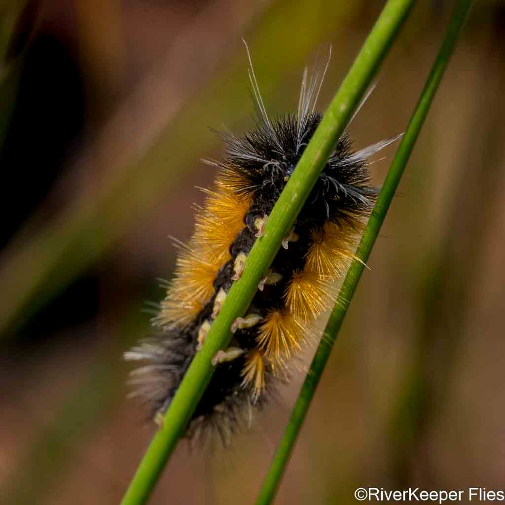 Catapiller on Metolius | www.johnkreft.com