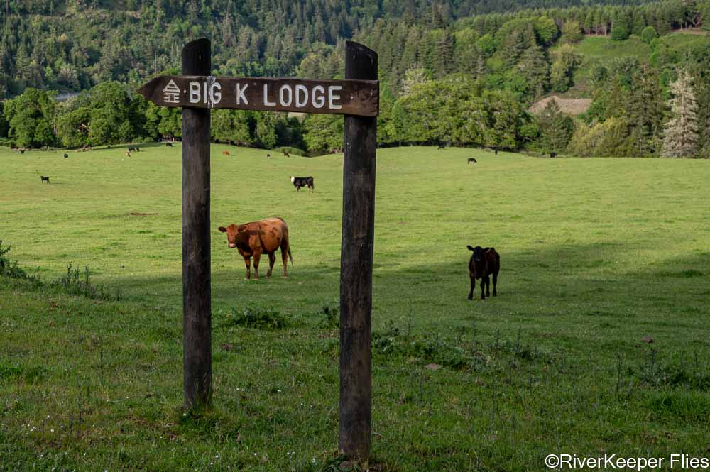 Cattle Behind Sign | www.johnkreft.com