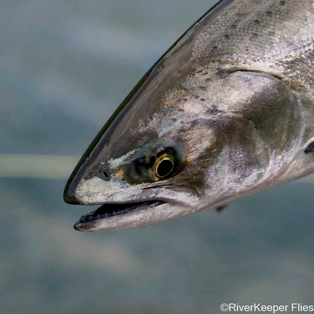 Chinook Salmon - Upper Columbia River | www.johnkreft.com