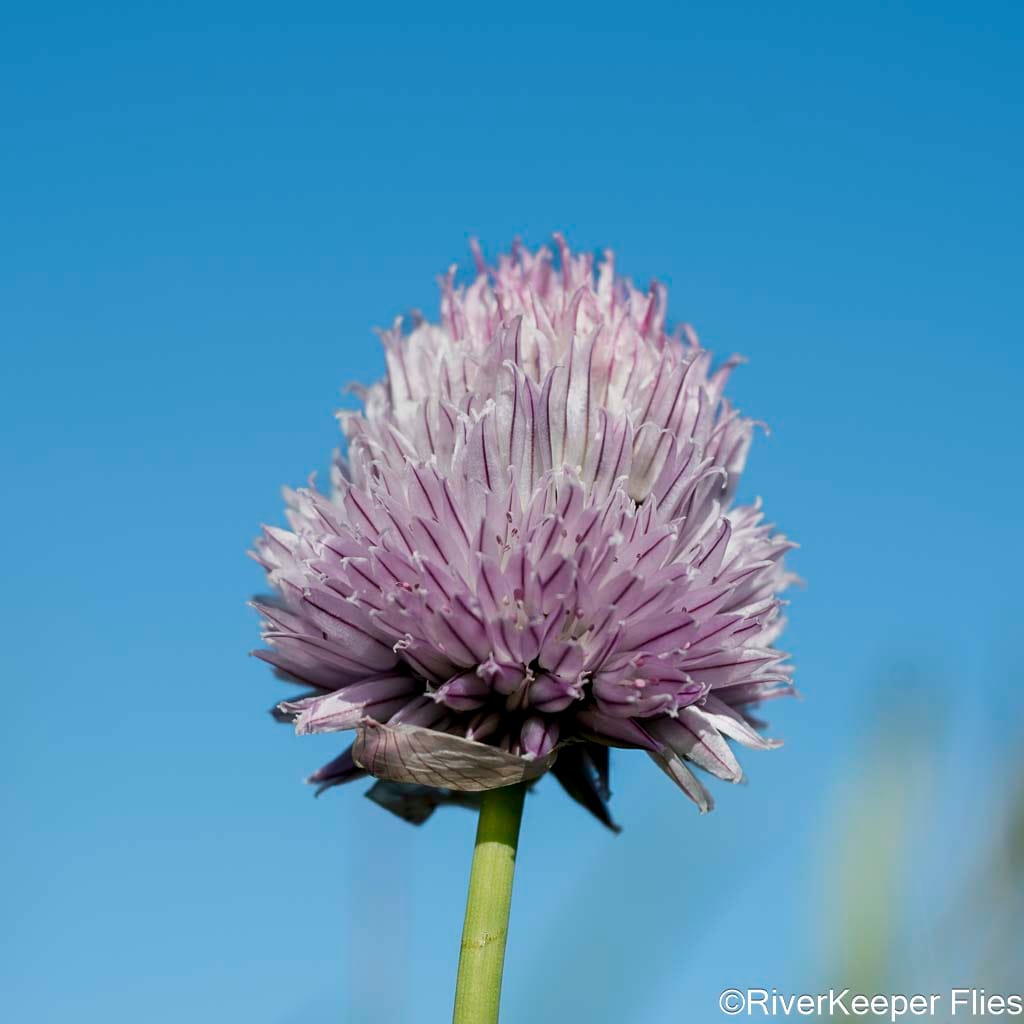 Chive - Madison River | www.johnkreft.com