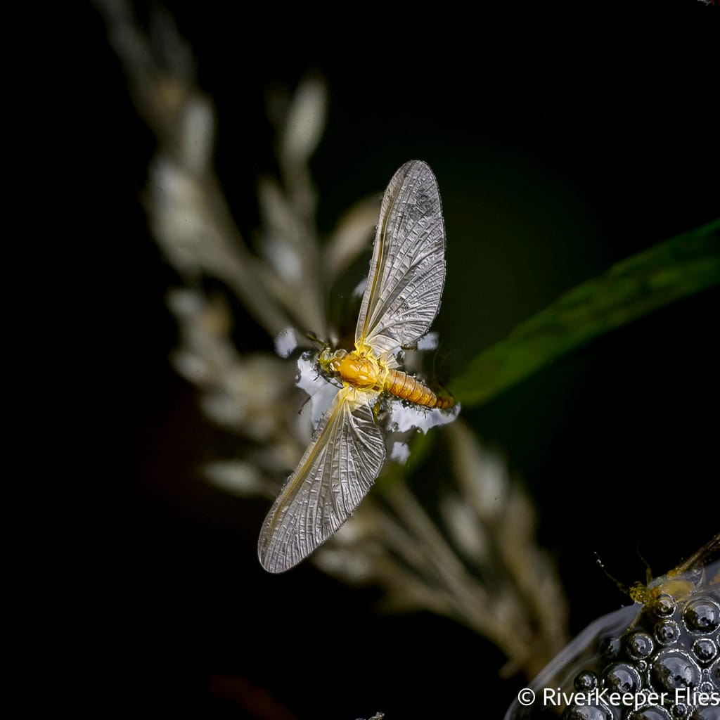 Cinygmula Mayfly Floating in Eddy | www.johnkreft.com
