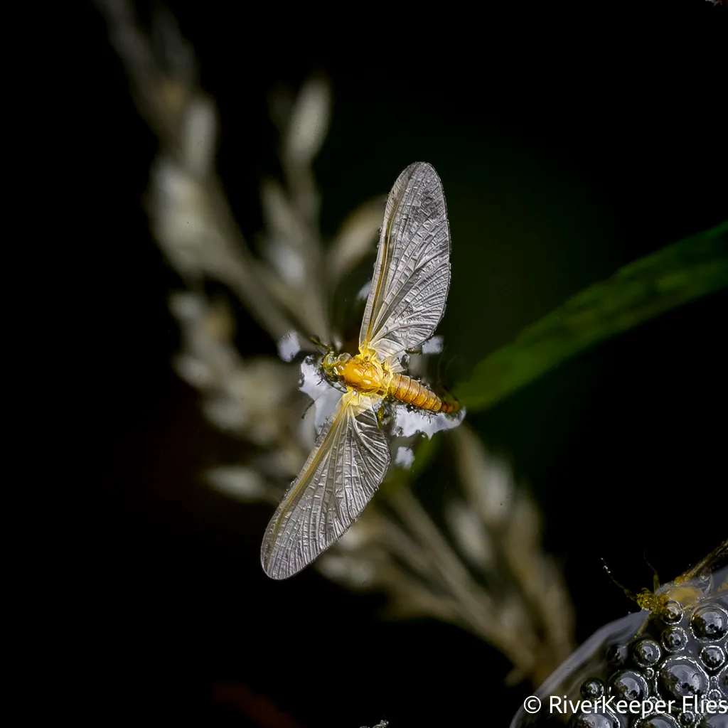Cinygmula Mayfly Floating in Eddy | www.johnkreft.com