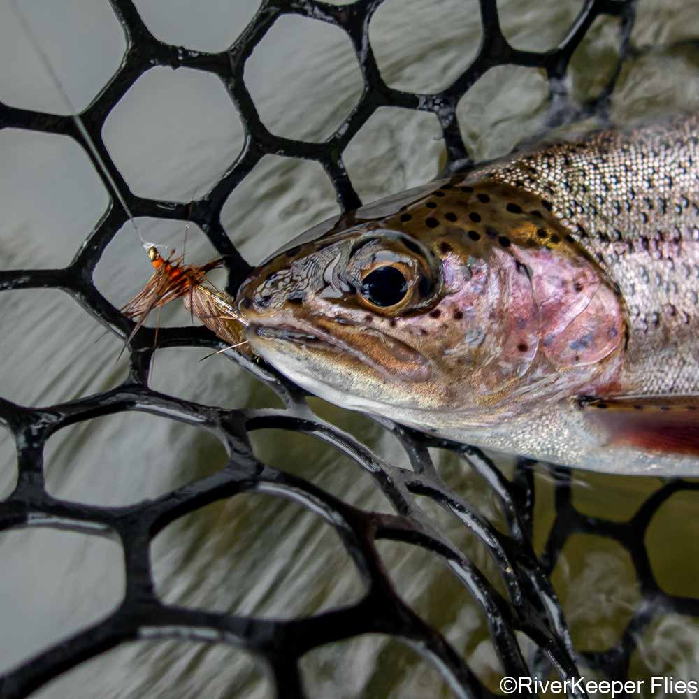 Clark's Lady Stone and Deschutes Rainbow | www.riverkeeperflies.com