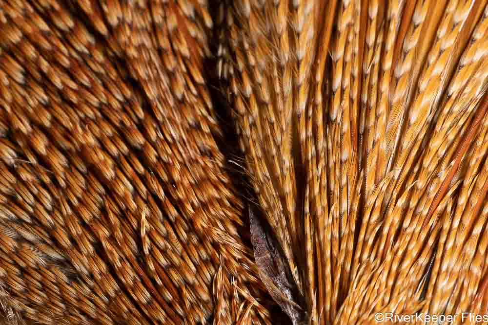 Collins Hackle - Cree vs Barred Ginger | www.johnkreft.com