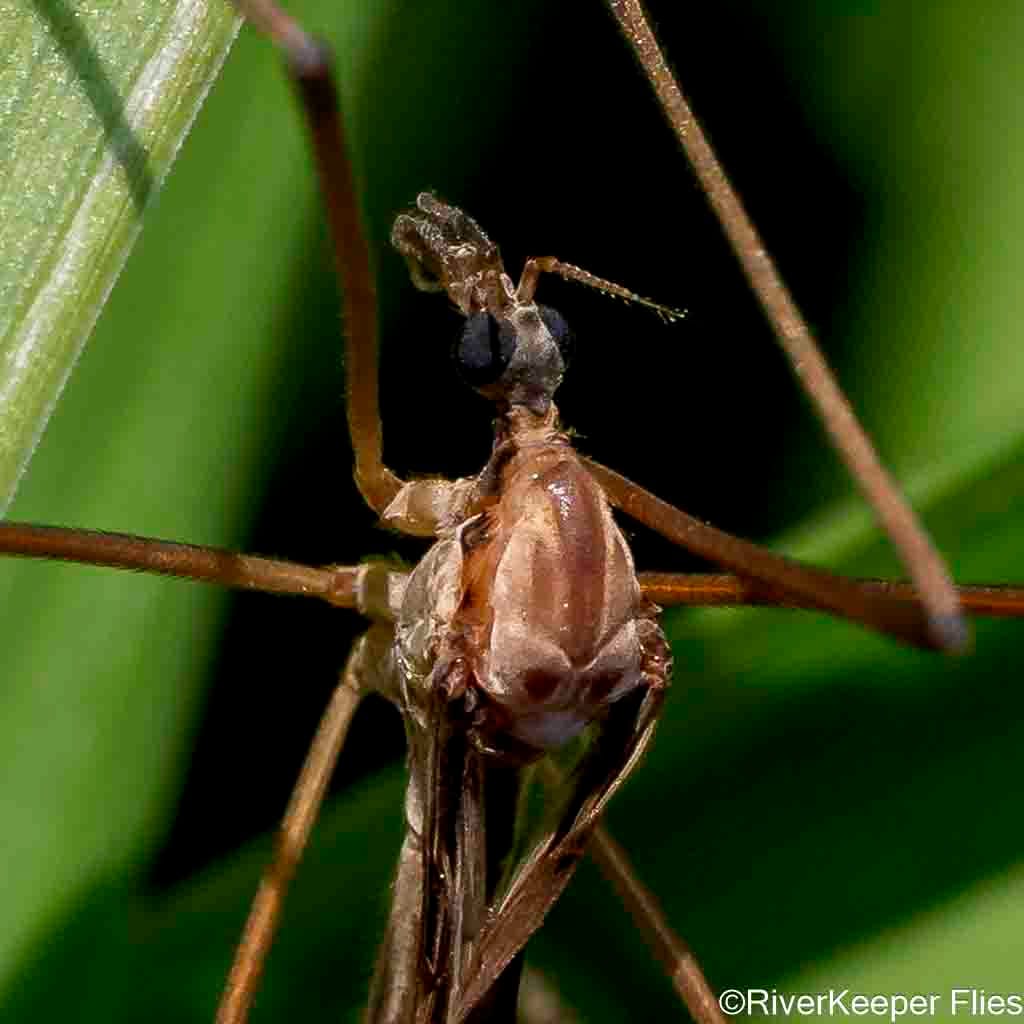 Cranefly - Closeup | www.johnkreft.com