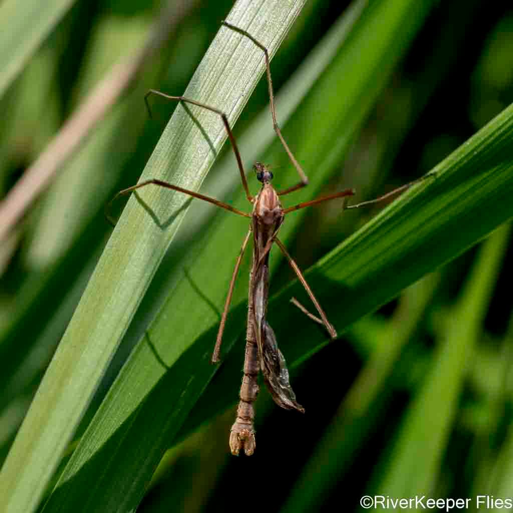 Cranefly - Metolius River | www.johnkreft.com