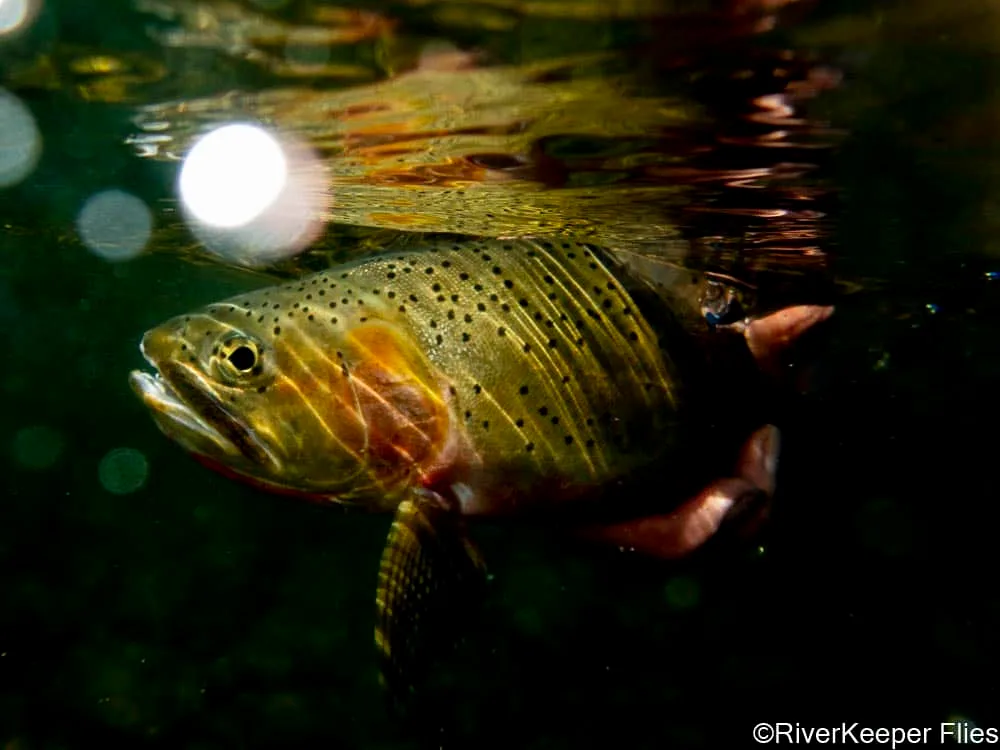 Cutthroat Underwater at Cast One on Bitterroot | www.johnkreft.com