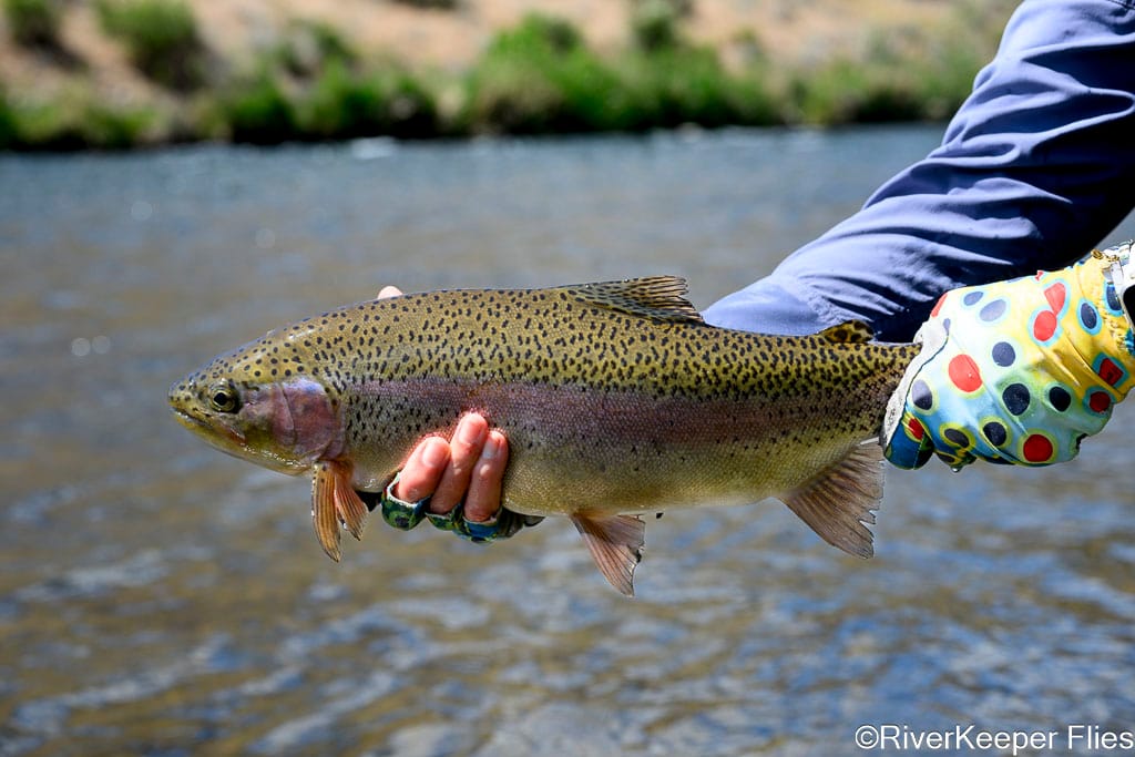 Dancingtrout and Deschutes Redside - Closeup | www.johnkreft.com