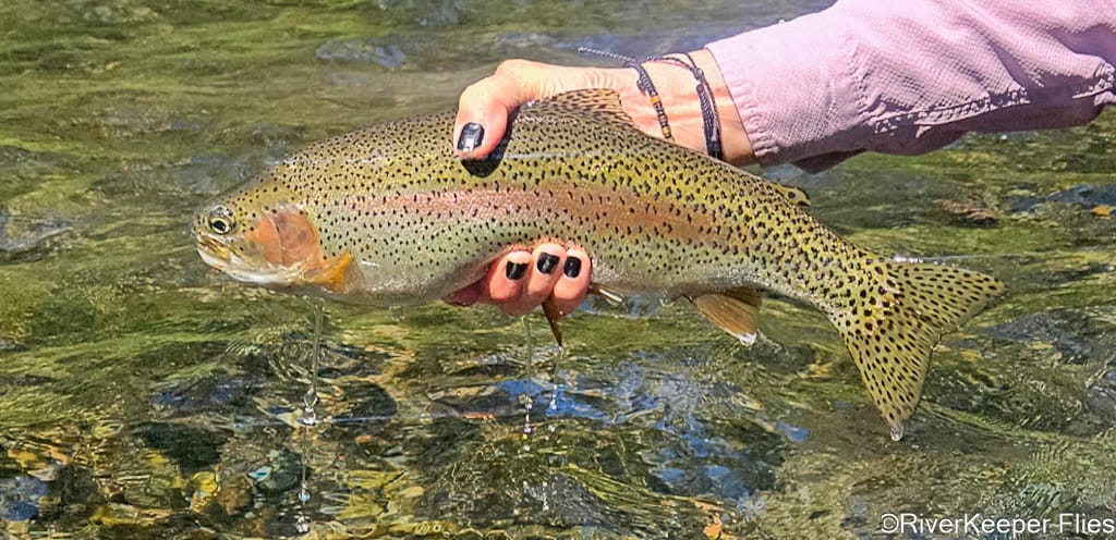 Dancingtrout with Metolius Rainbow - Beta Spinner - Closeup | www.johnkreft.com