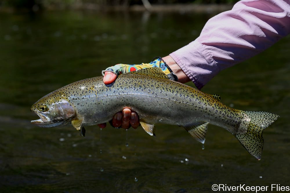 Dancingtrout with Rio Codihue Rainbow - Day 6 | www.johnkreft.com