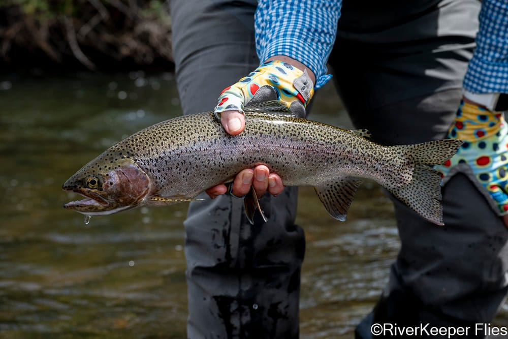 Dancingtrout with Rio Codihue Rainbow | www.johnkreft.com