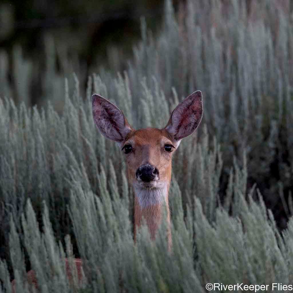 Deer - Madison River | www.johnkreft.com