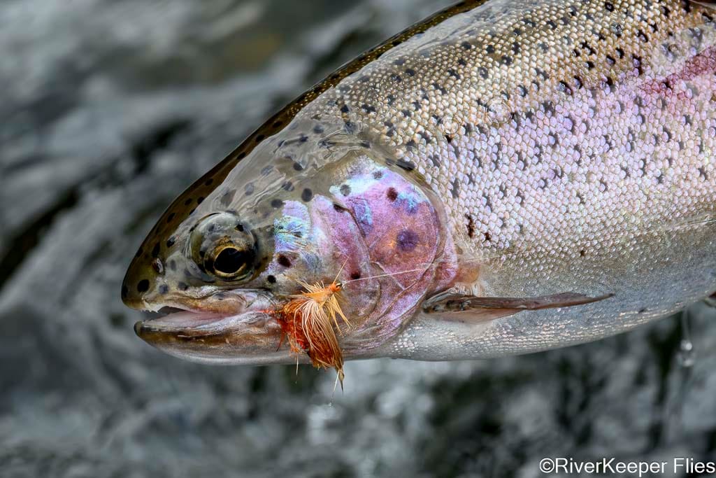 Deschutes Rainbow Ate Clark's Lady Stone | www.johnkreft.com