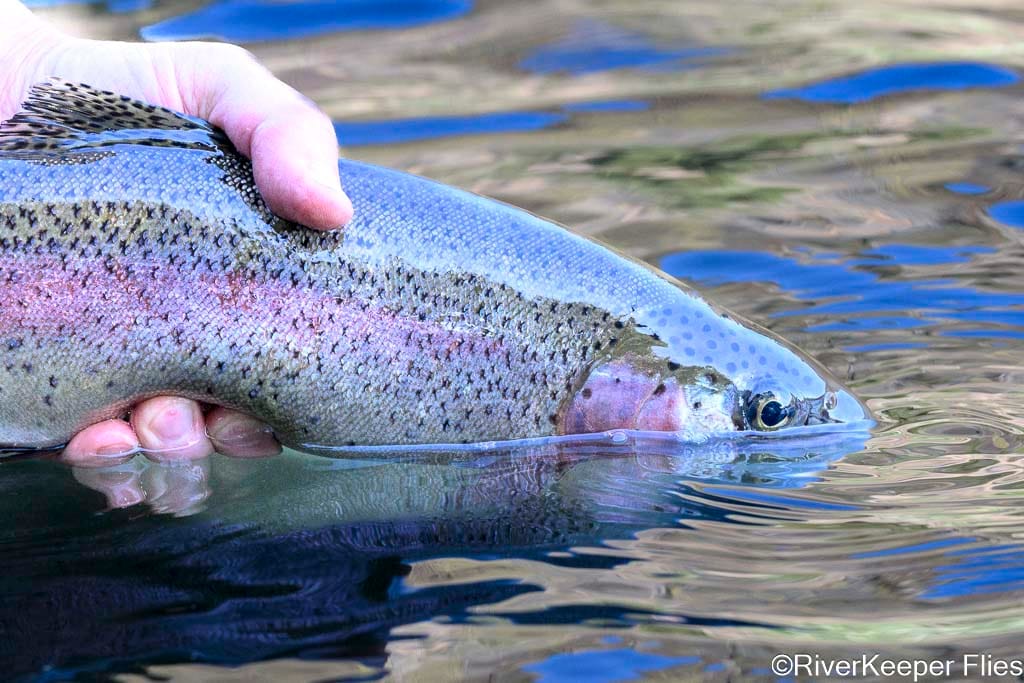 Deschutes Redside Closeup | www.johnkreft.com