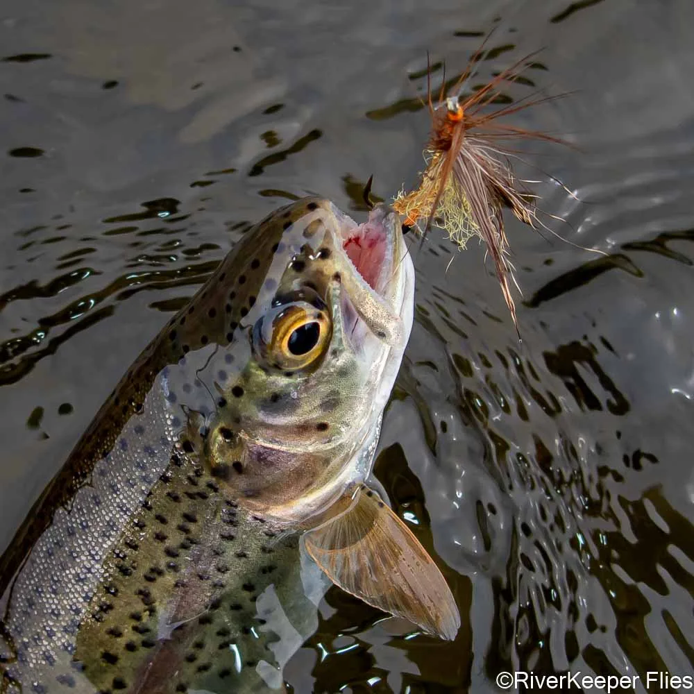 deschutes river lure fishing River, Oregon Deschutes River Anglers with Captain