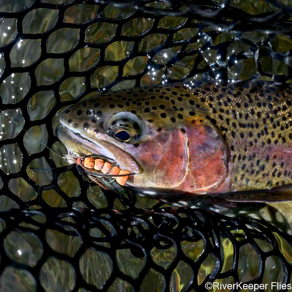 Deschutes Redside with Rogue Foam Stone | www.johnkreft.com