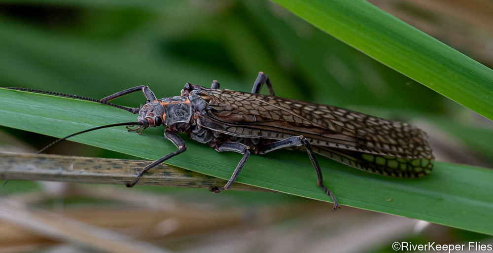 Deschutes Salmonfly | www.riverkeeperflies.com