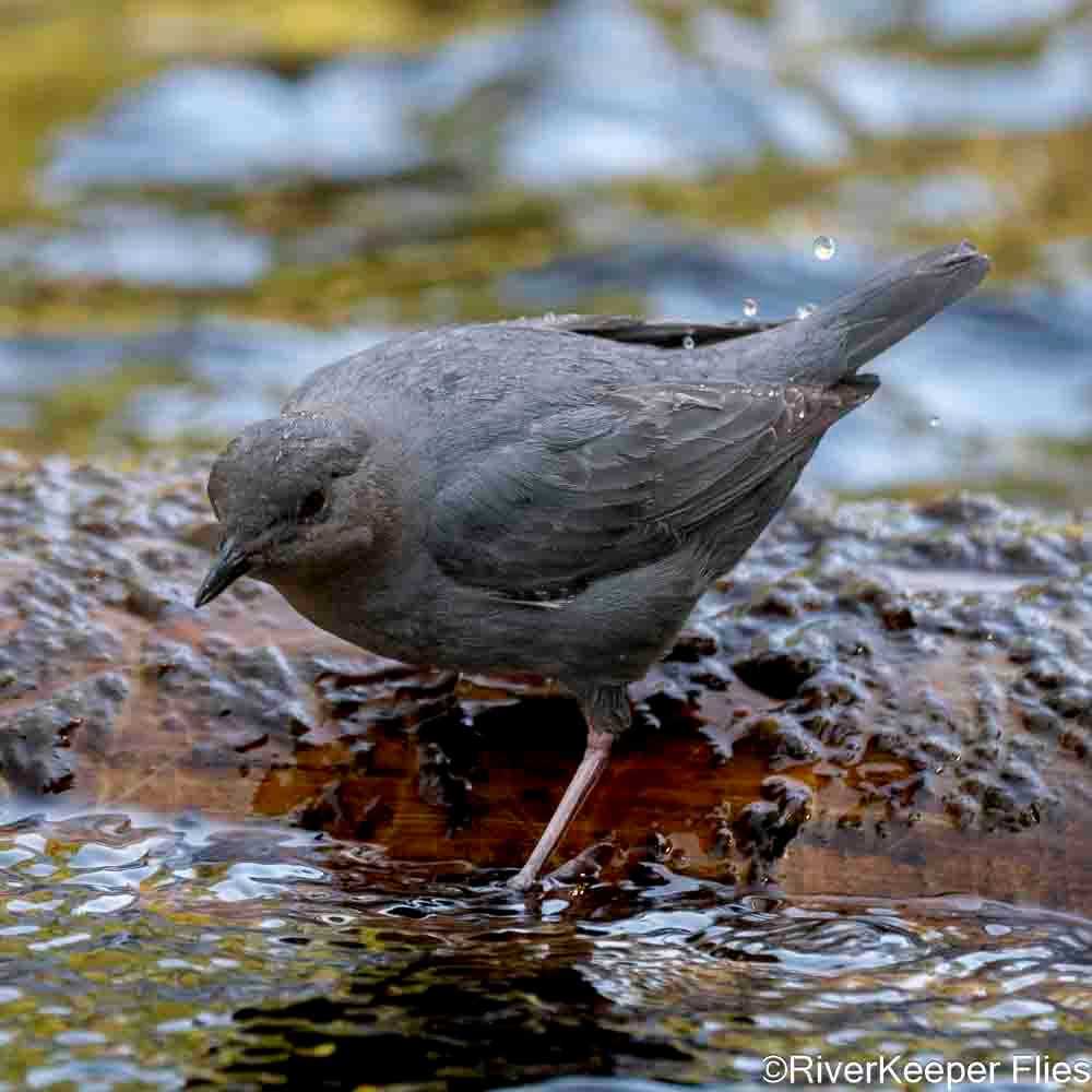 Dipper - Metolius River | www.johnkreft.com