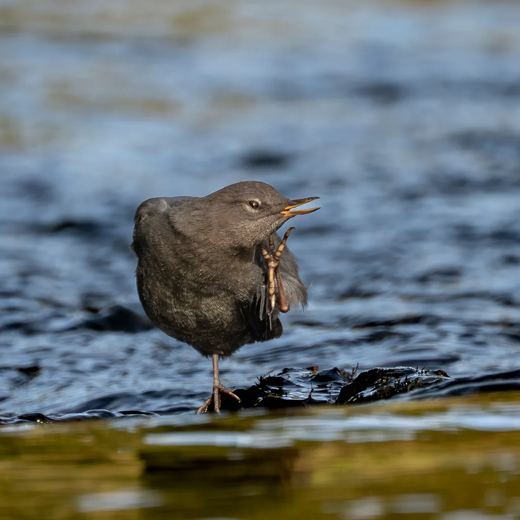Dipper on Metolius River | www.johnkreft.com