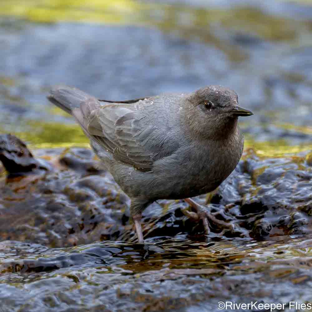 Dipper on Rock - Metolius River | www.johnkreft.com
