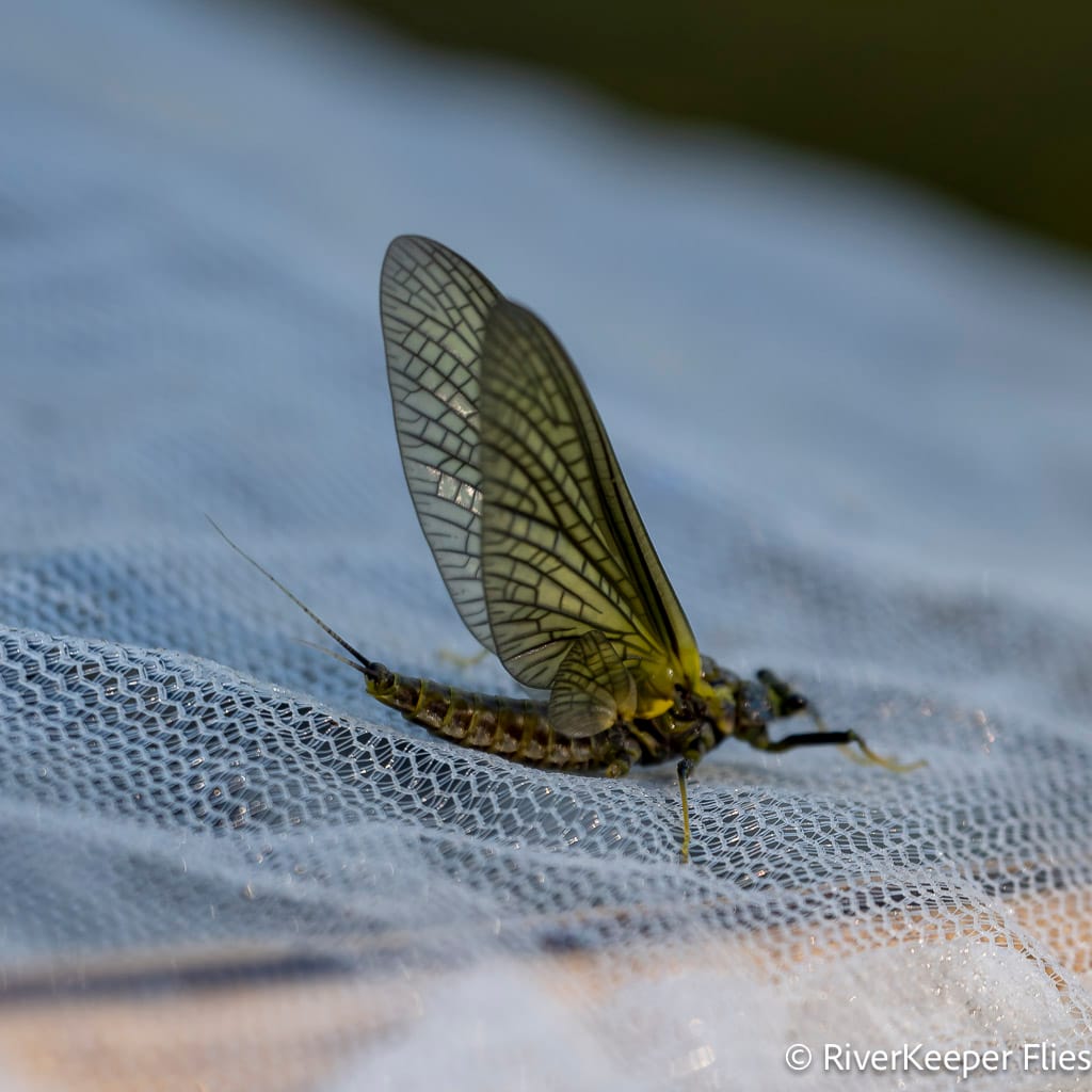Early October Green Drake - Metolius | www.johnkreft.com