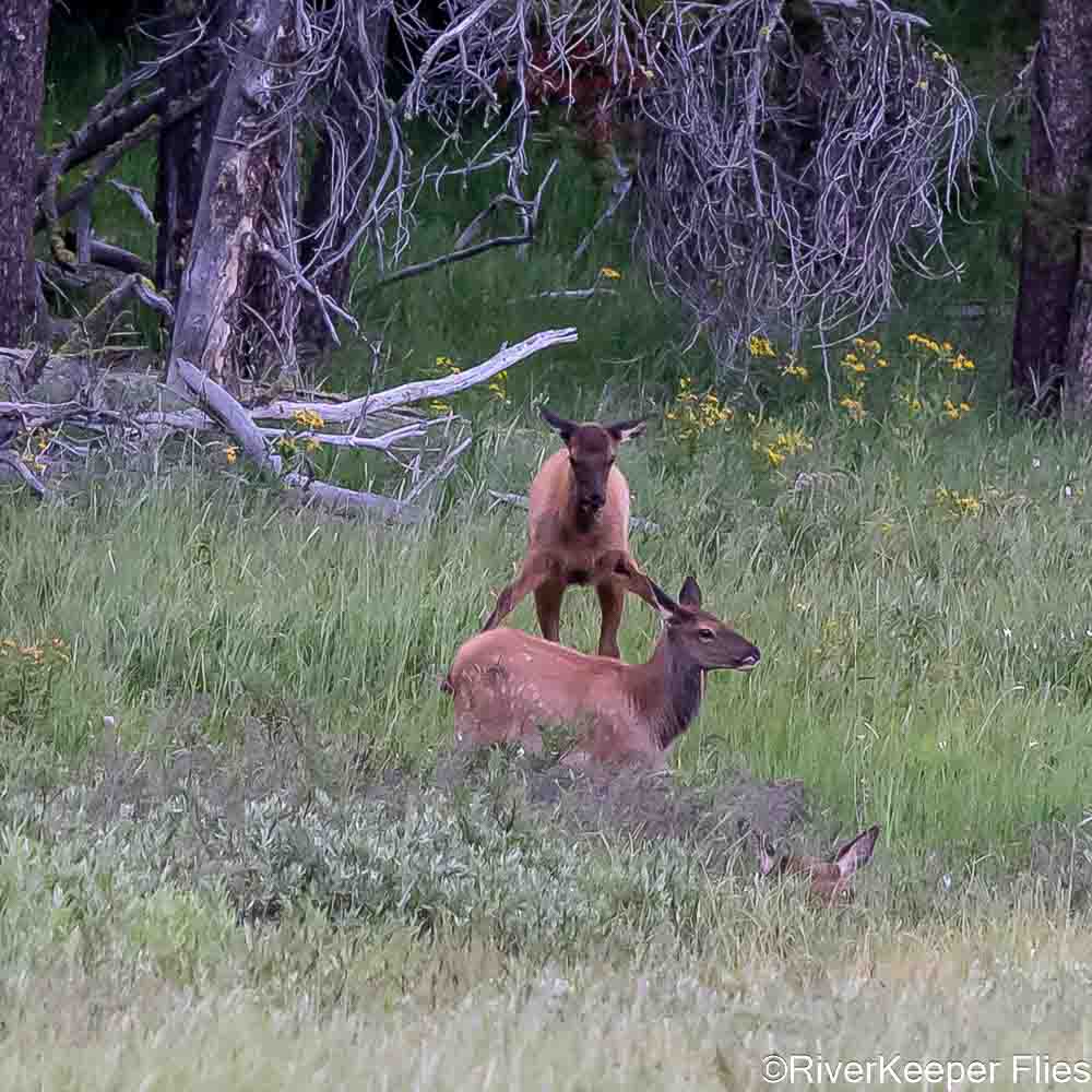 Elk Calves Playing - Yellowstone Lake | www.johnkreft.com