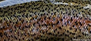 Fall Metolius Redside Closeup | www.johnkreft.com