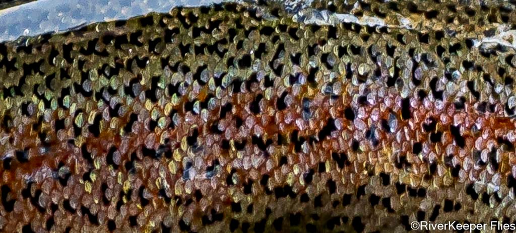 Fall Metolius Redside Closeup | www.johnkreft.com