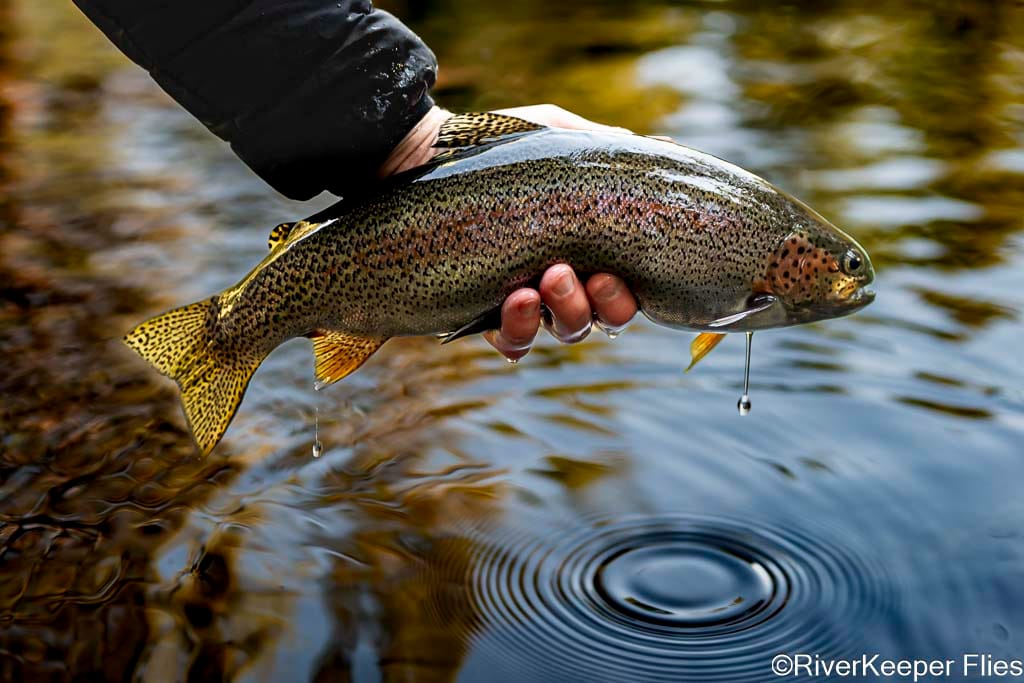 Fall Metolius Redside | www.johnkreft.com