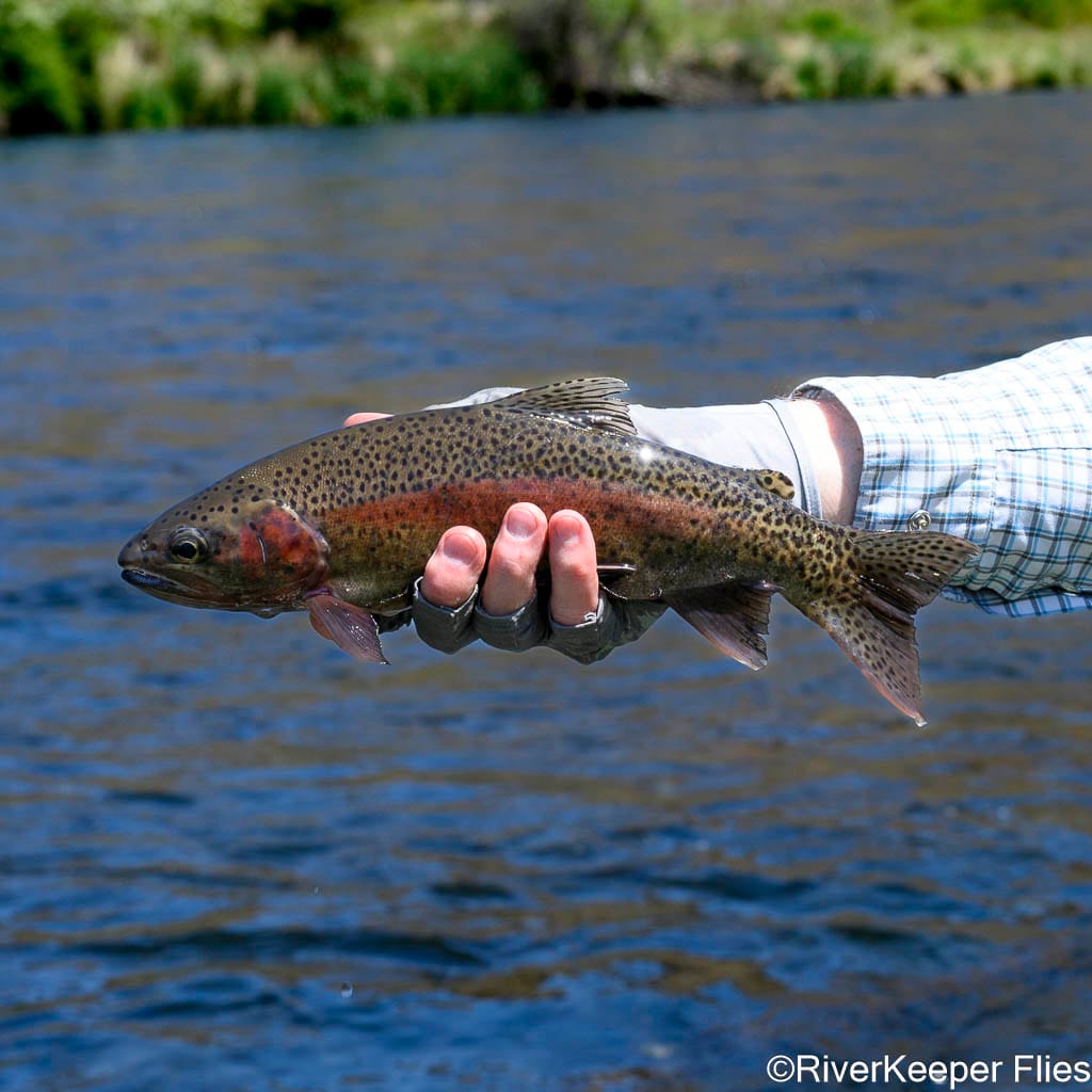 First Rainbow - Deschutes | www.johnkreft.com