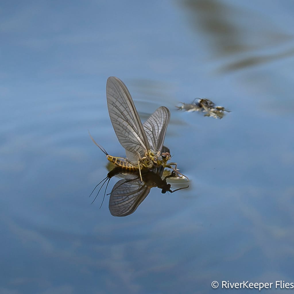 Flav Floating on Water - Metolius River | www.johnkreft.com