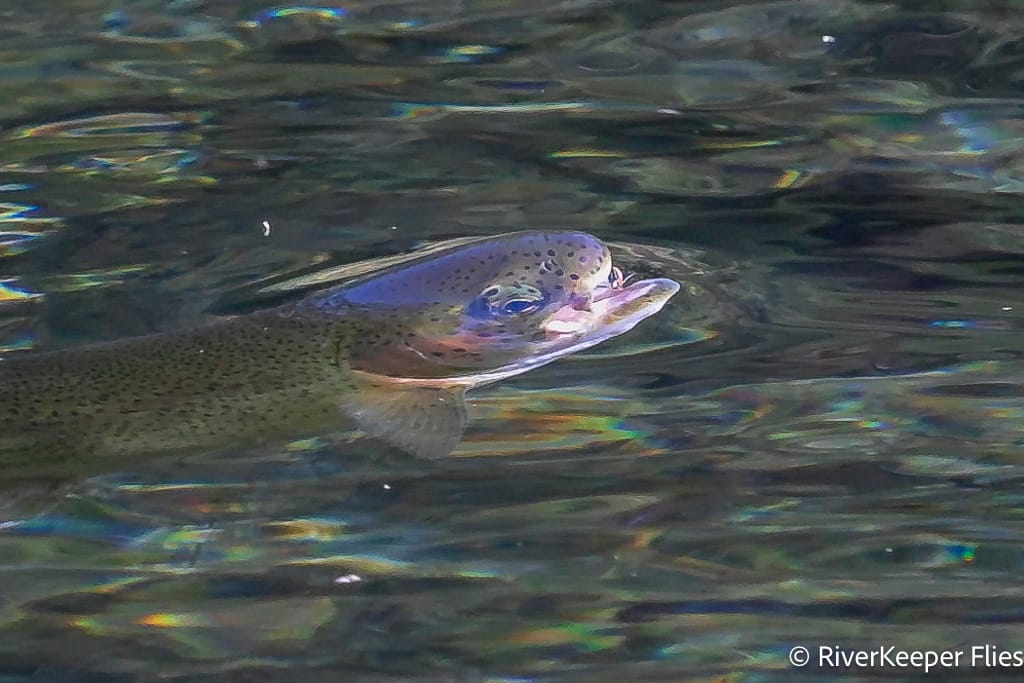Fly in Mouth of Rainbow - Metolius River | www.johnkreft.com