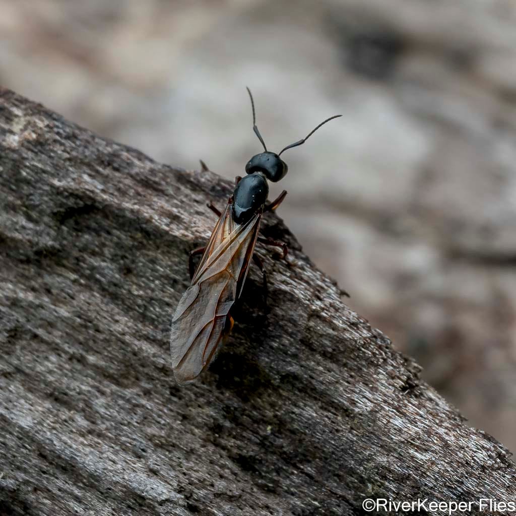 Flying Ant - Metolius | www.johnkreft.com