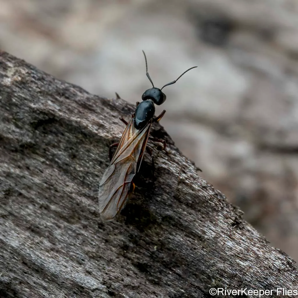 Flying Ant - Metolius | www.johnkreft.com