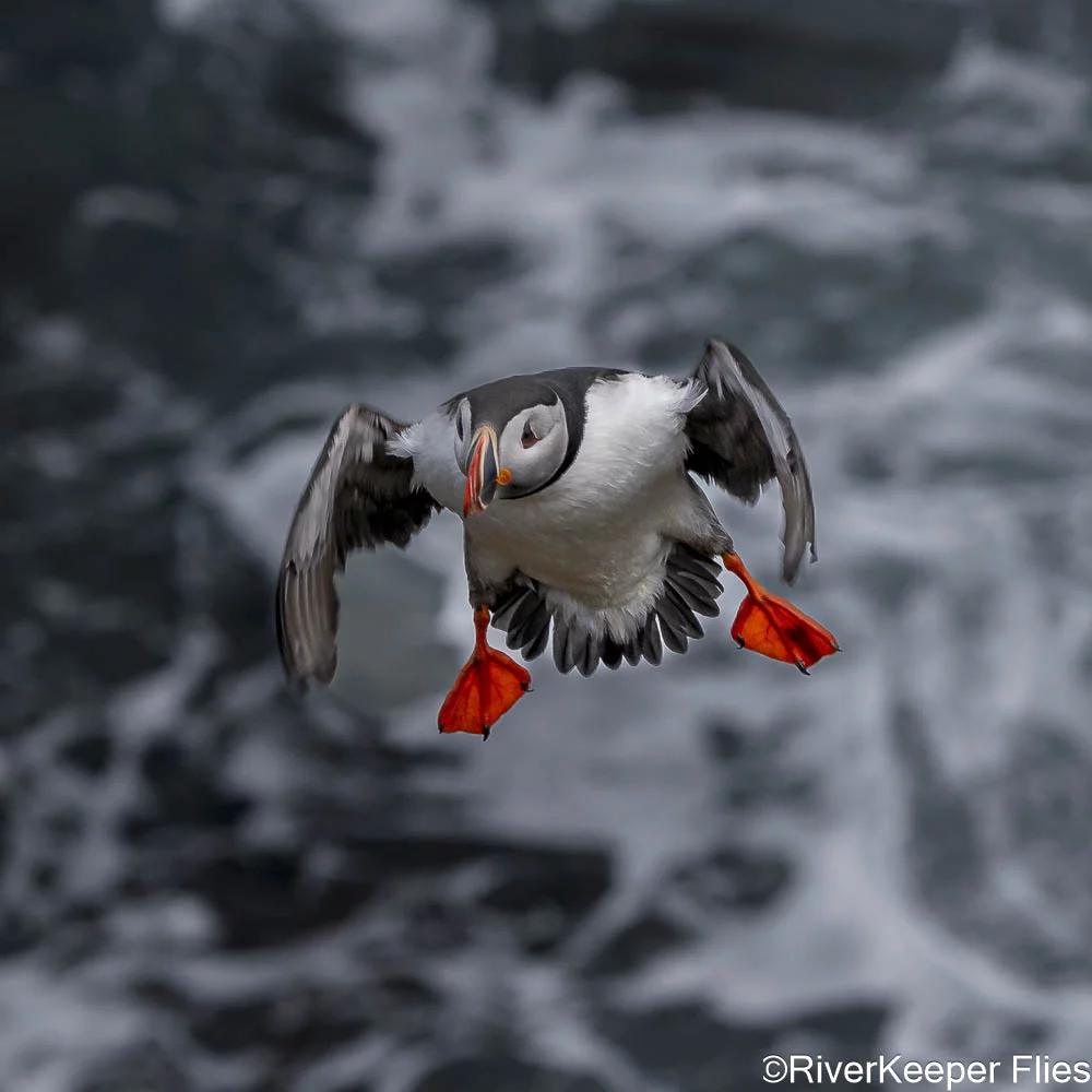 Flying Puffin | www.johnkreft.com