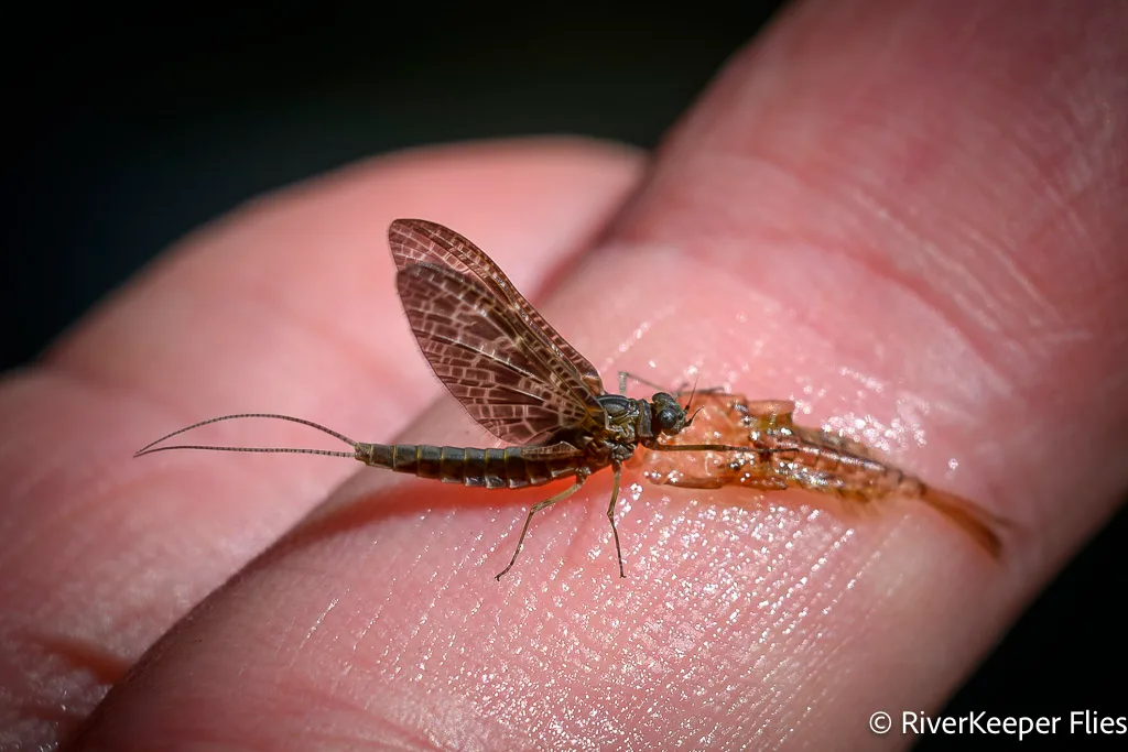 Freshly Hatched Mayfly | www.johnkreft.com
