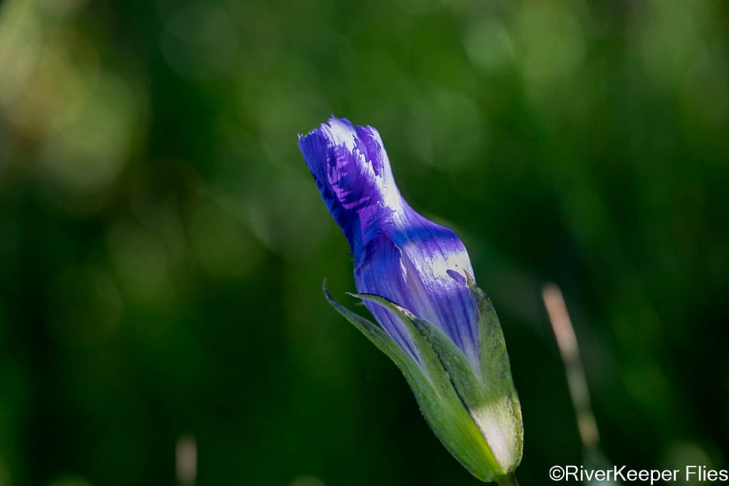 Fringed Gentian - Madison River | www.johnkreft.com