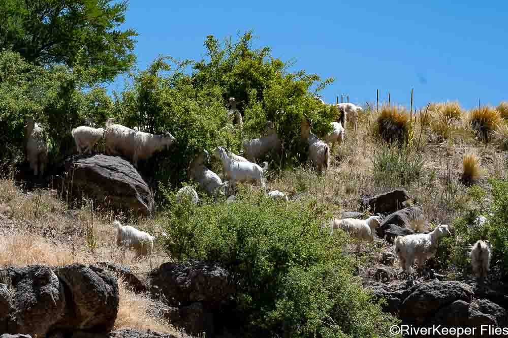 Goats on Hillside of Trocoman River | www.johnkreft.com