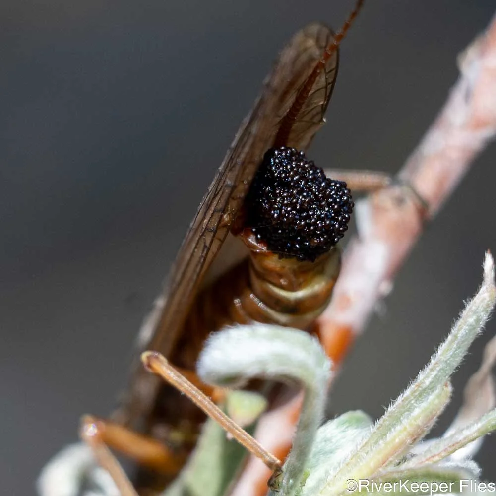 Golden Stone Egg Sac - Madison River | www.johnkreft.com
