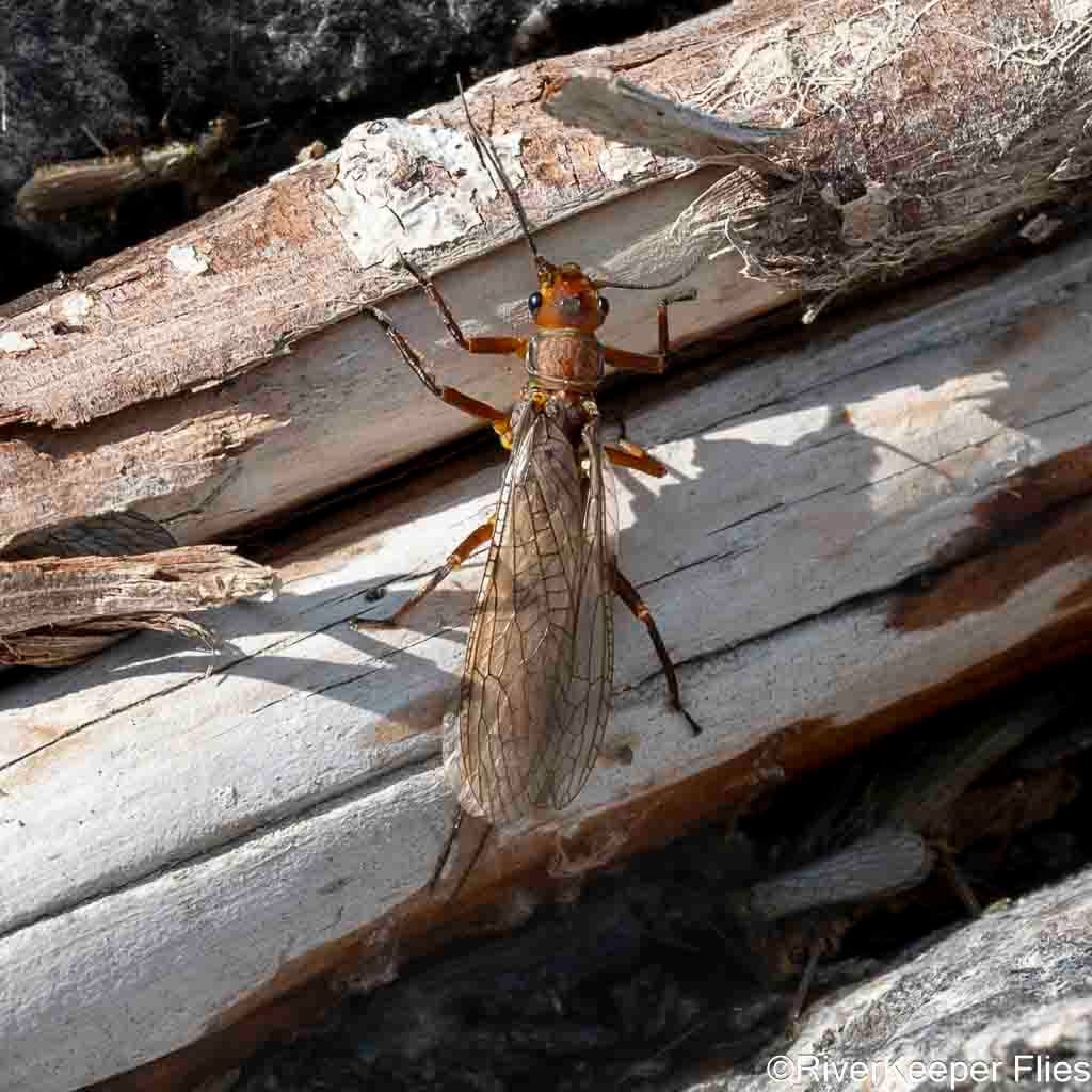 Golden Stone - Madison River | www.johnkreft.com