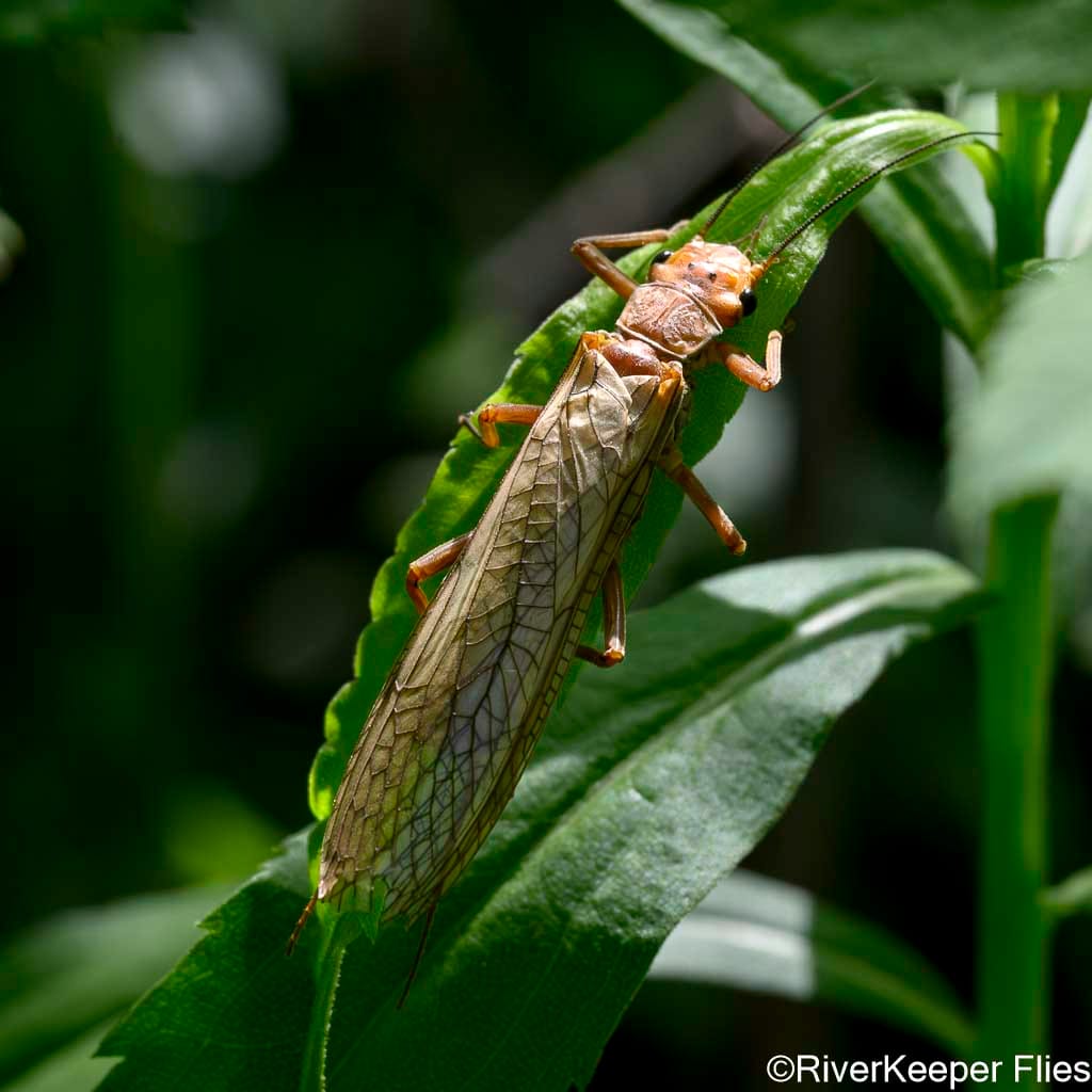 Golden Stone in Streamside Grass | www.johnkreft.com