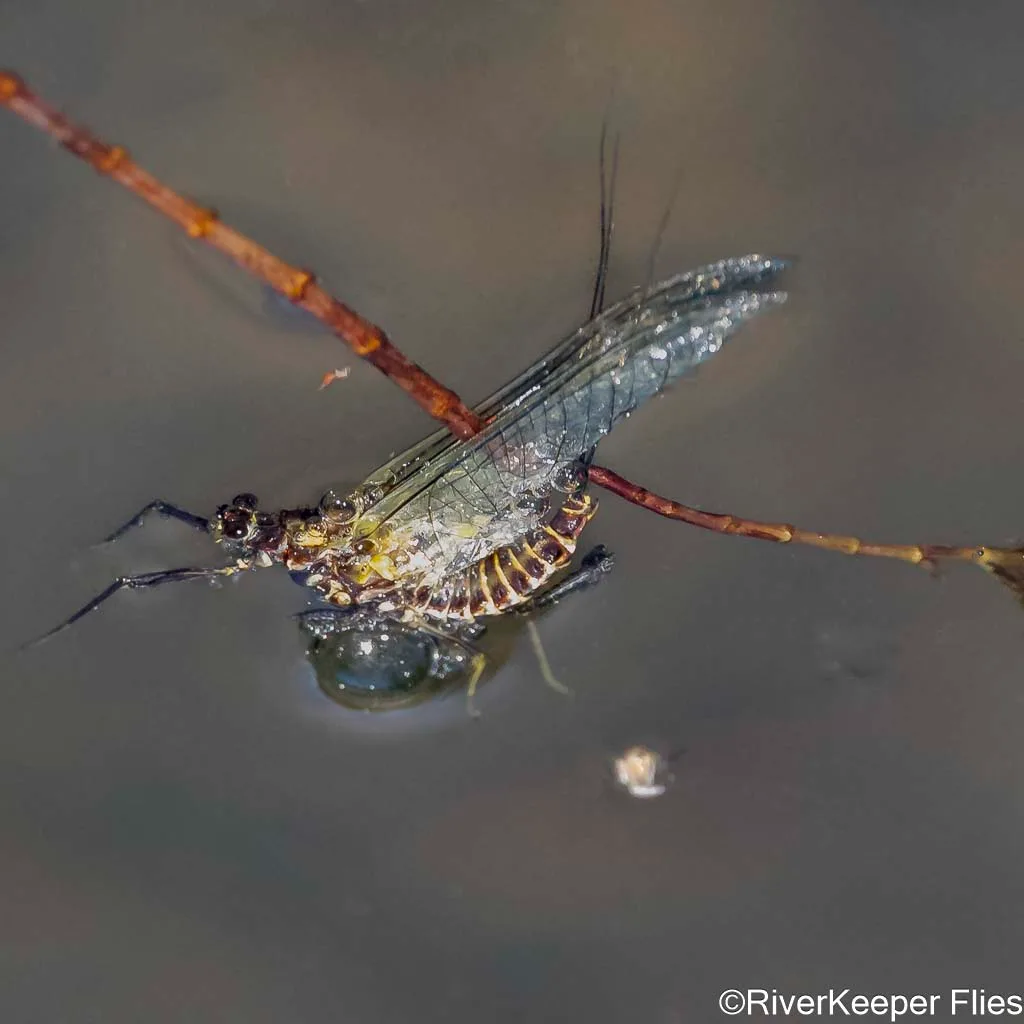 Green Drake Floating on Surface - Metolius | www.johnkreft.com