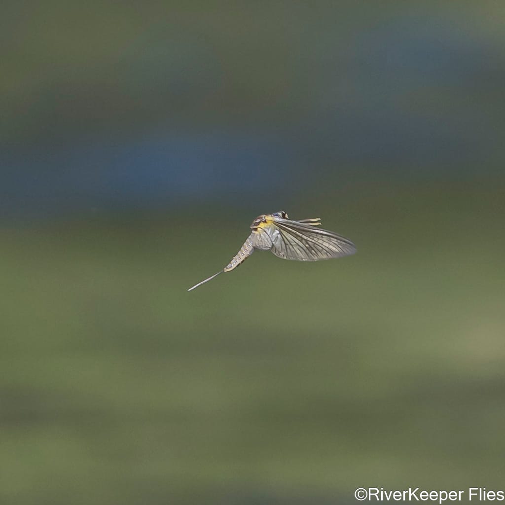 Green Drake Flying - Metolius River | www.johnkreft.com