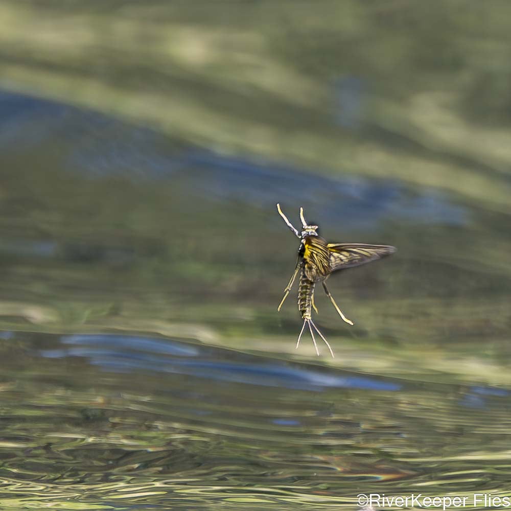 Green Drake Leaving Water - Metolius River | www.johnkreft.com