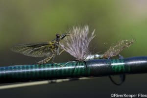 Green Drake Meets Sparkle Dun - Metolius | www.johnkreft.com