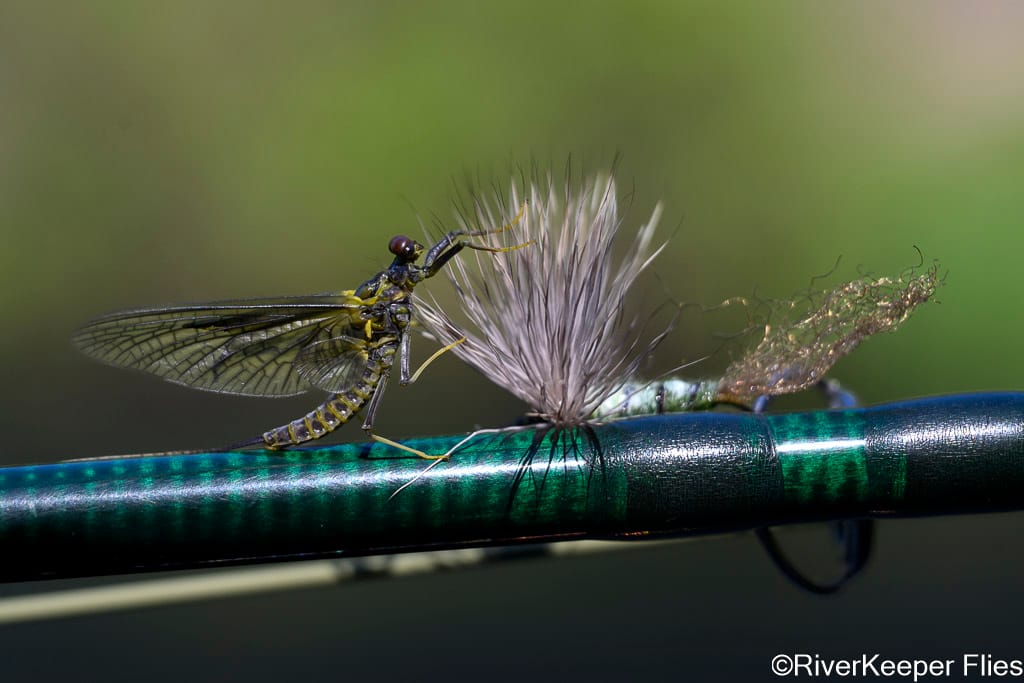 Green Drake Meets Sparkle Dun - Metolius | www.johnkreft.com