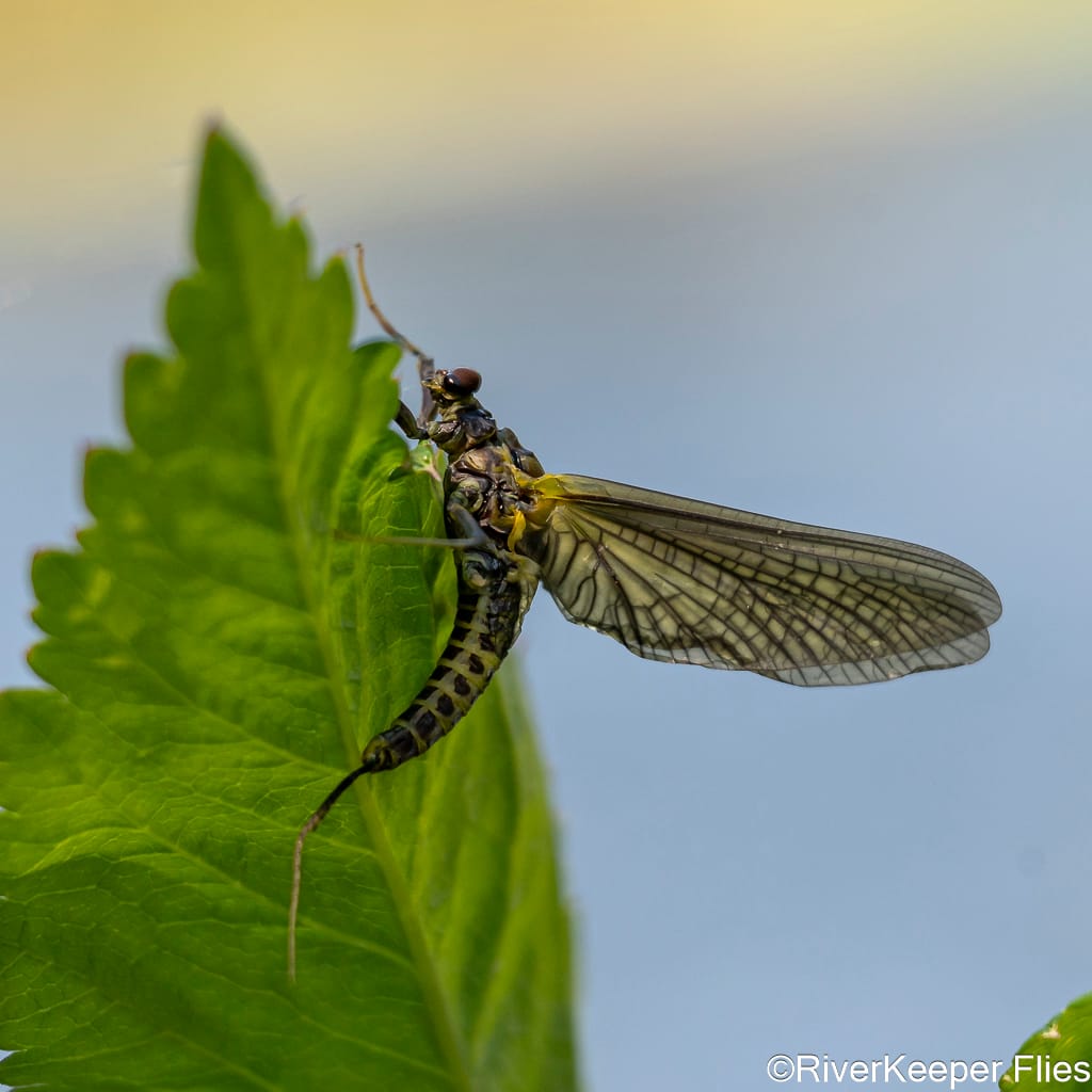Green Drake - Metolius River | www.johnkreft.com