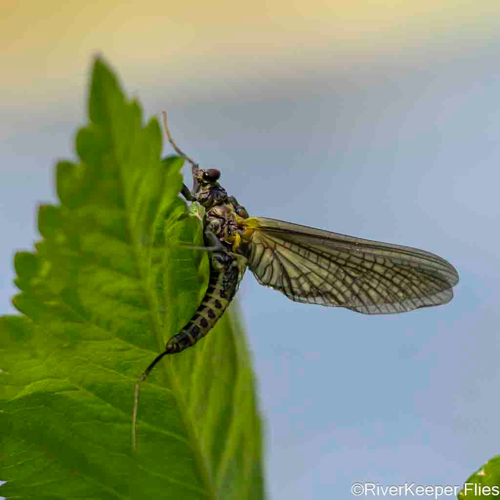 Green Drake - Metolius River | www.johnkreft.com