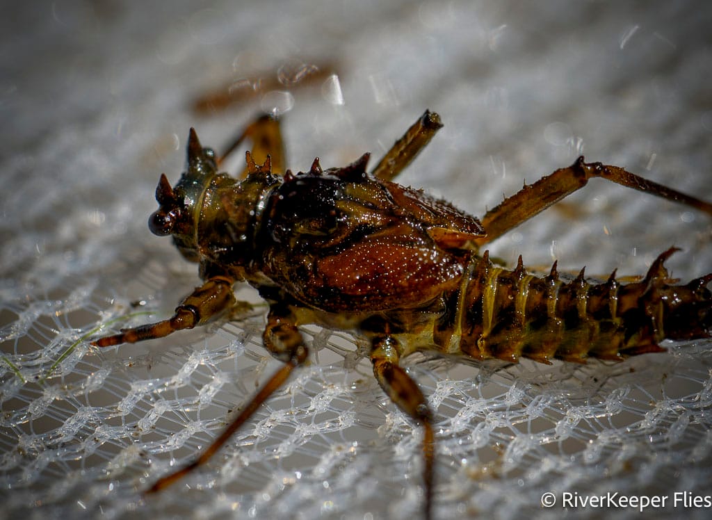 Green Drake Nymph - Closeup | www.johnkreft.com
